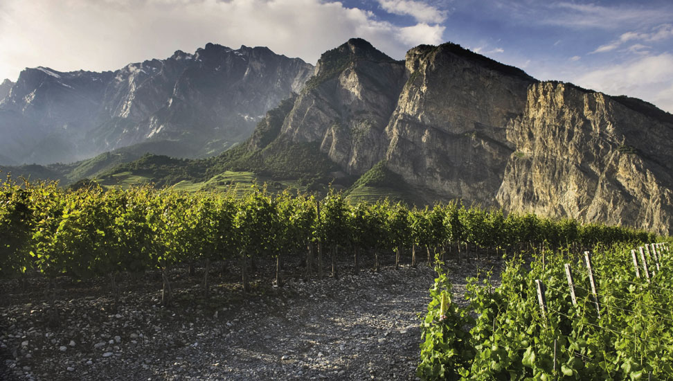 schweizer-weine_972x550