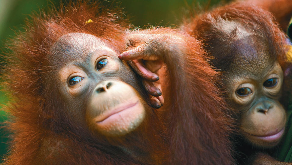 Borneo-Land-unter-dem-Wind