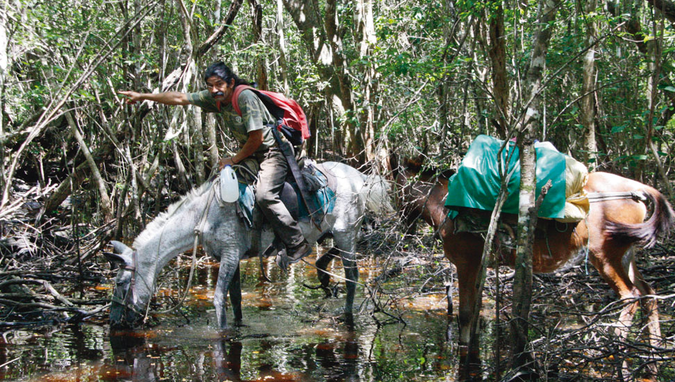 Guatemala-dschungel-972×550