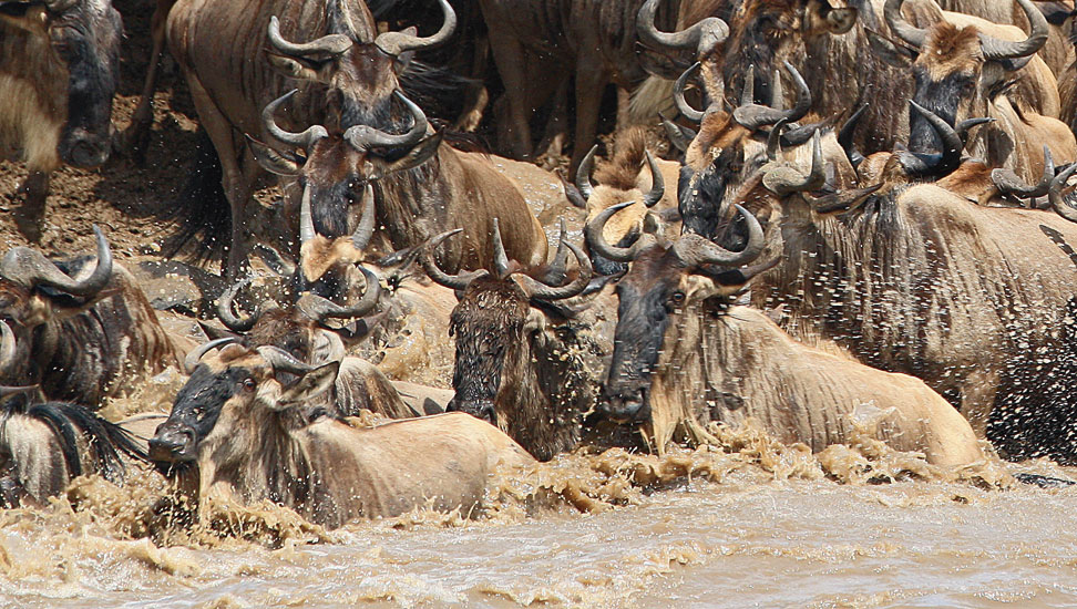 Tansania-Serengeti-972×550