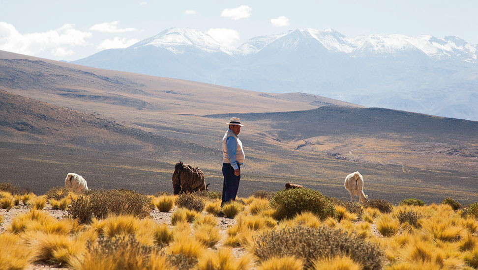chile-hirte-972×550