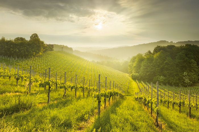 Steiermark Weine