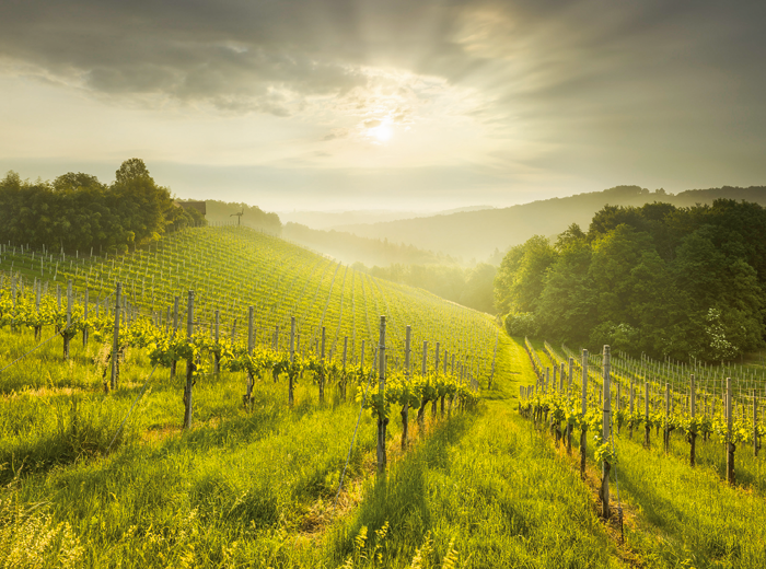 steiermark-700×520 Steiermark Weine