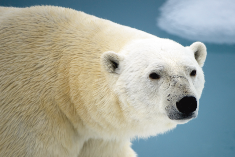 Franz-Josef-Land Eisbär