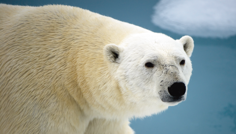 Franz-Josef-Land Eisbär Franz-Josef-Land Eisbär