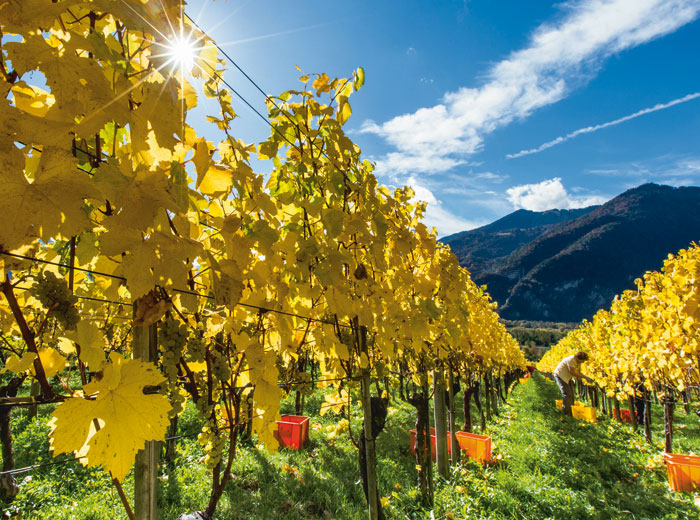 Bündner Herrschaft ©Martin Donatsch Bündner Herrschaft ©Martin Donatsch