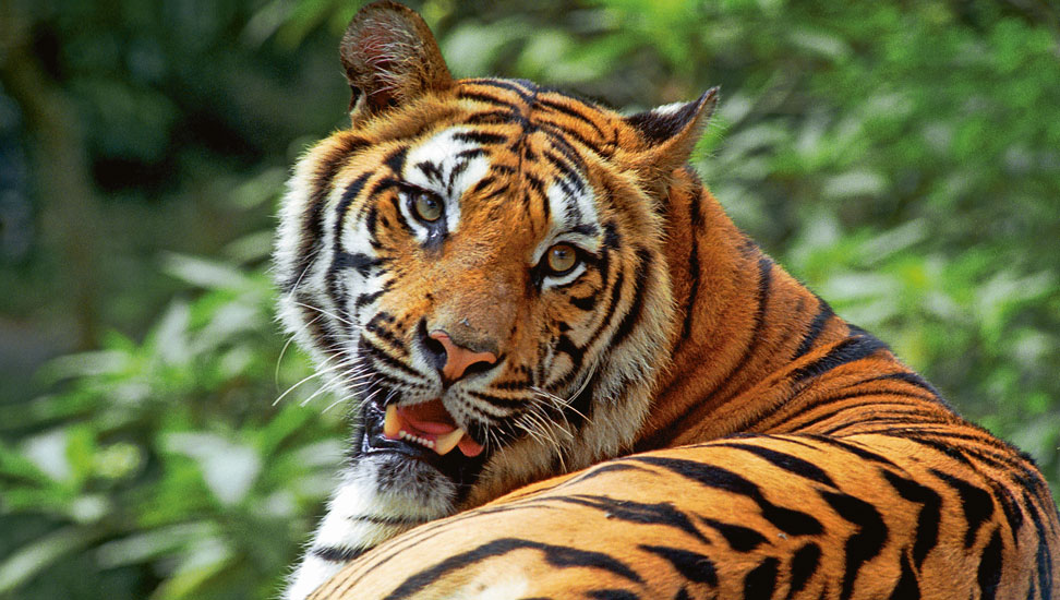 Tiger-labyrinth-972×550