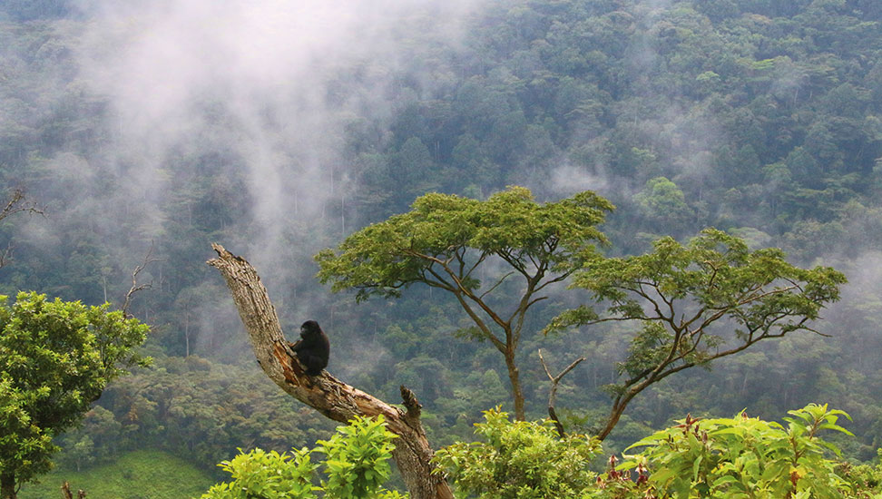 dian-fossey-972×550