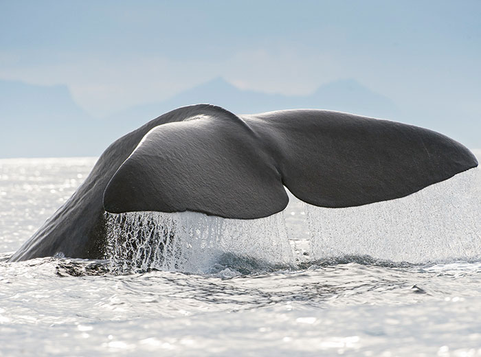 wal-rückkehr-700×520