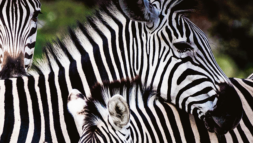 Titelbild-Zebra
