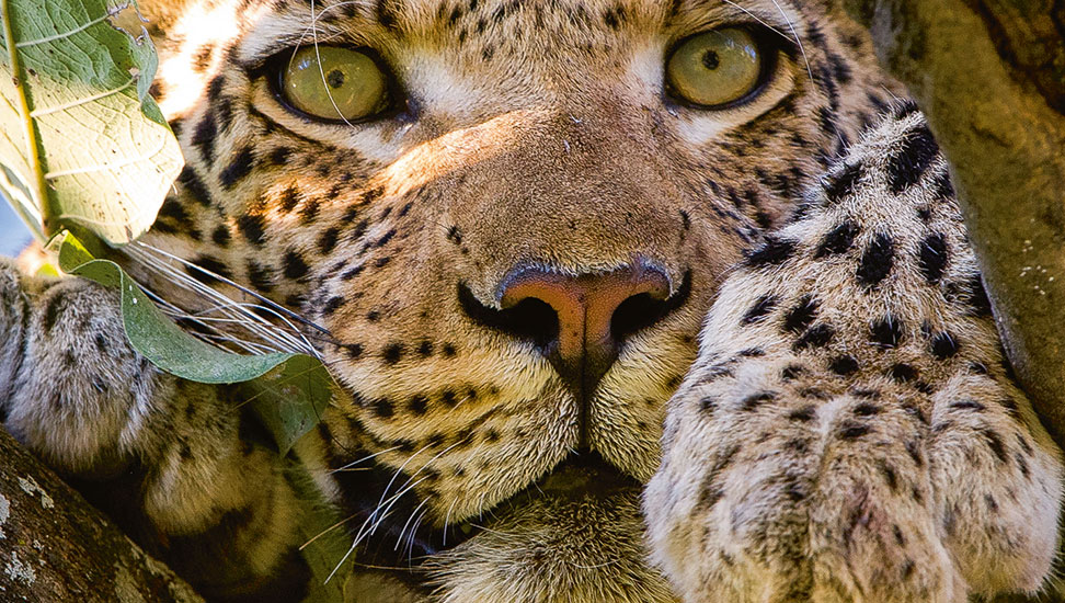 leopard-portrait-972×550