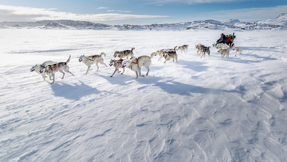 grönland-schlittenhunde-gross