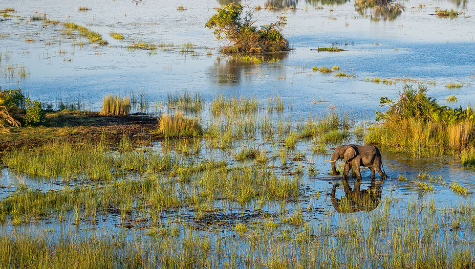 botswana-elefant-delta2-972×550