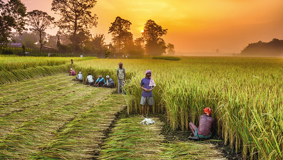 Reisfeld-Nepal-972×550