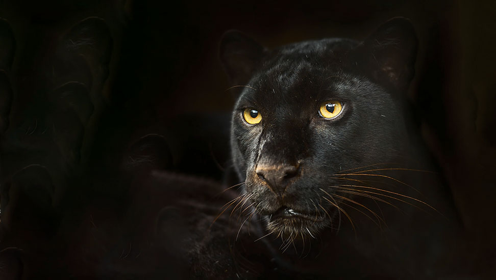 PANTHER-Hauptbild-972×550