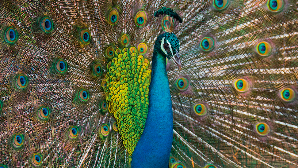 pfau-gross-972×550