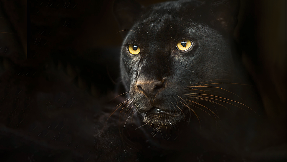 scharzer-panther-3-972×550