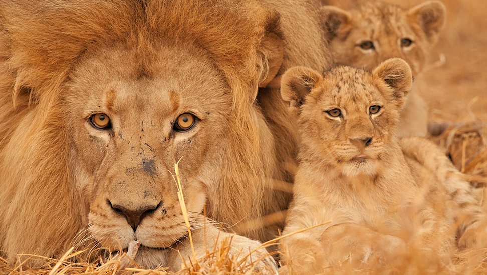 Löwen-Tanzania-972×550