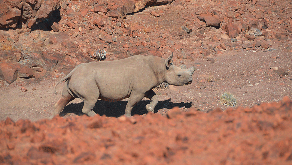 Wilderness-Safaris-Namibia – 700×520