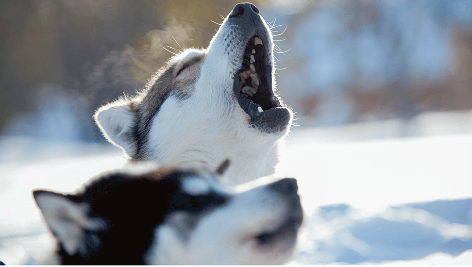 Husky-wollen-rennen_Visit-Finland-Riku-Pihlanto